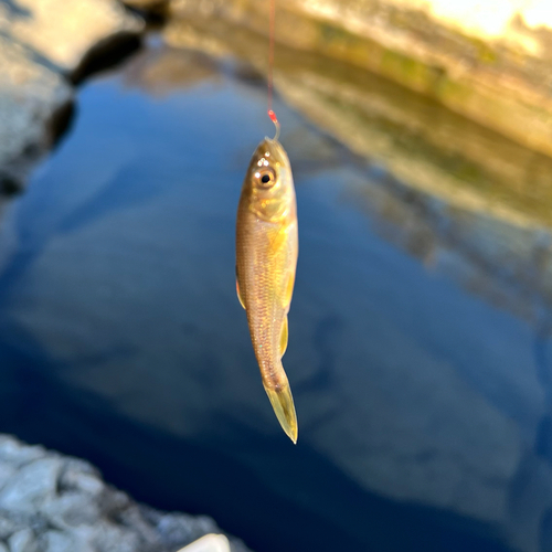 カワムツの釣果