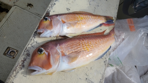 アマダイの釣果