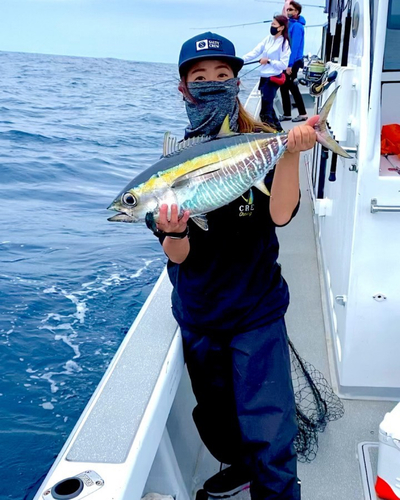 キハダマグロの釣果