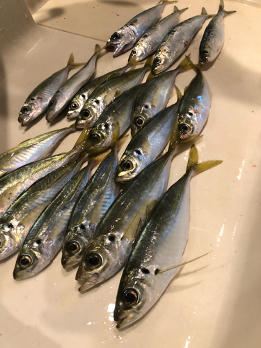 アジの釣果