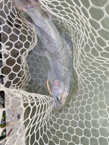 トラウトの釣果