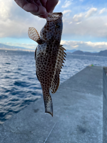 キジハタの釣果