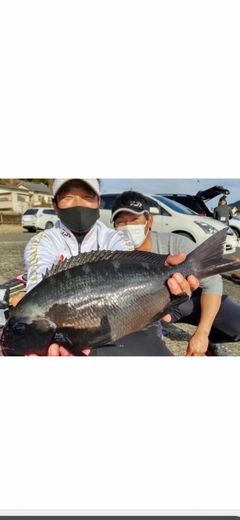 メジナの釣果