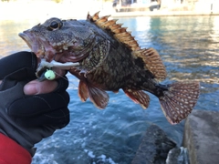 カサゴの釣果