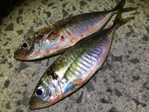 アジの釣果