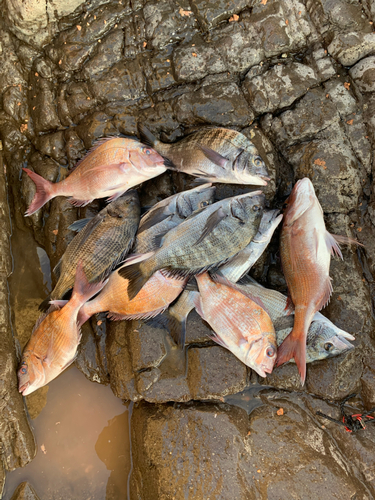 クロダイの釣果