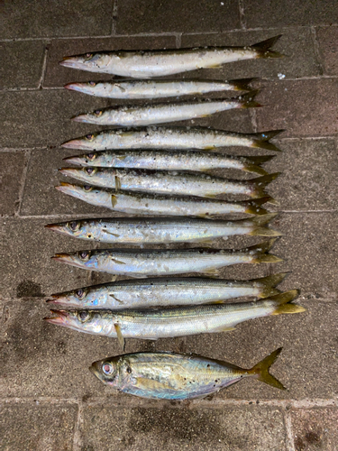 アカカマスの釣果