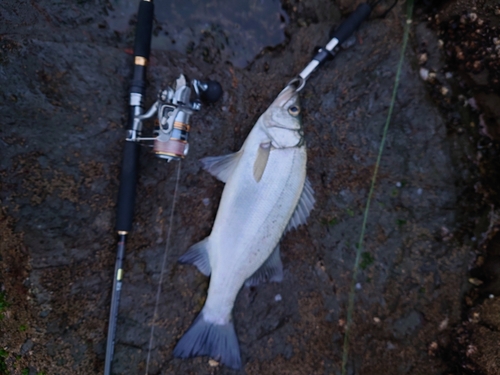 フッコ（ヒラスズキ）の釣果