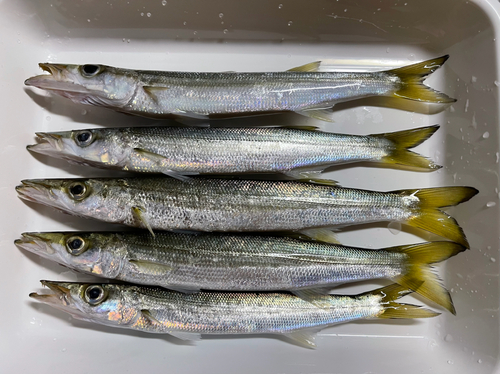 カマスの釣果