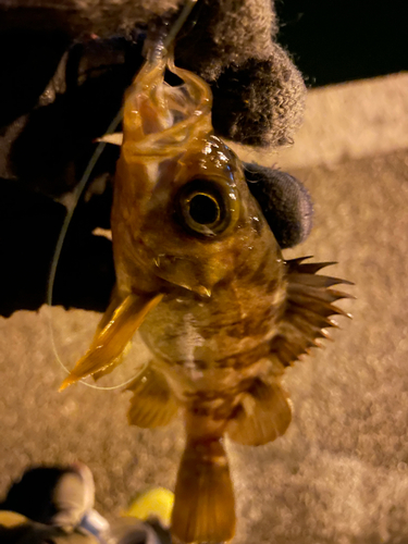 メバルの釣果