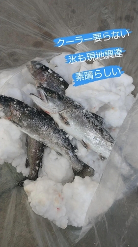 サクラマスの釣果