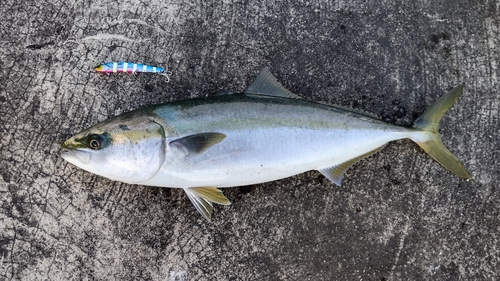 メジロの釣果