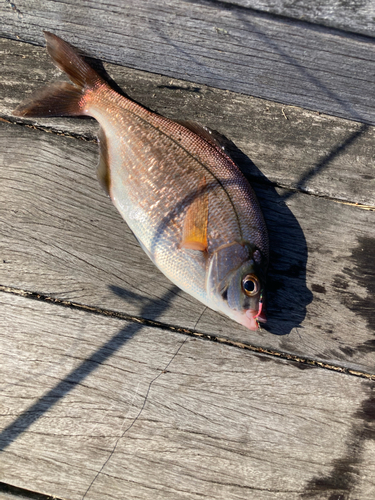 ウミタナゴの釣果