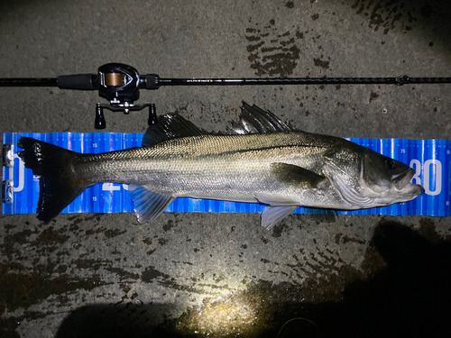 シーバスの釣果