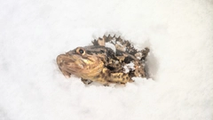 タケノコメバルの釣果