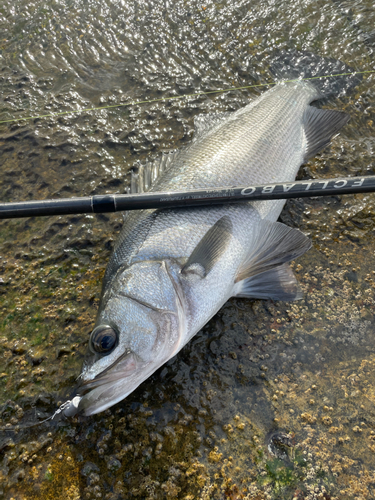 ヒラスズキの釣果