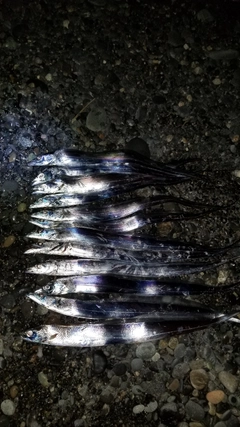 タチウオの釣果