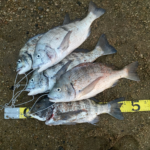 チヌの釣果