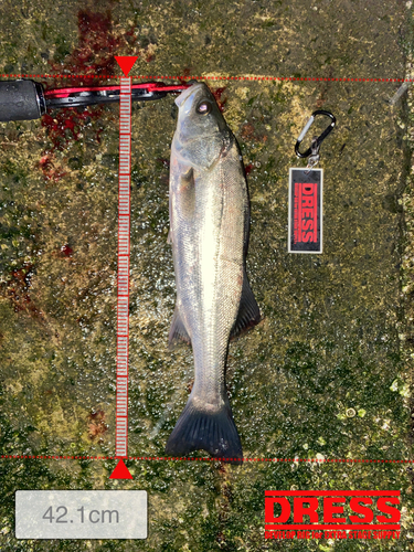 シーバスの釣果