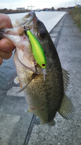 ラージマウスバスの釣果