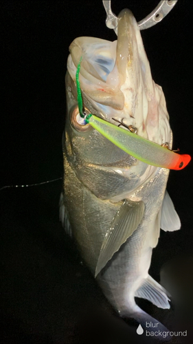 フッコ（マルスズキ）の釣果