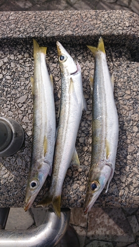 カマスの釣果