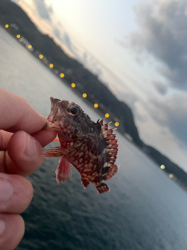 アラカブの釣果