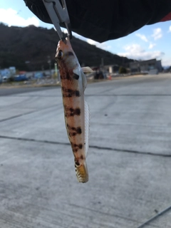 クラカケトラギスの釣果
