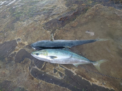 ヤズの釣果