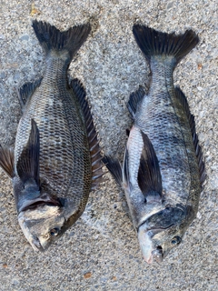 チヌの釣果