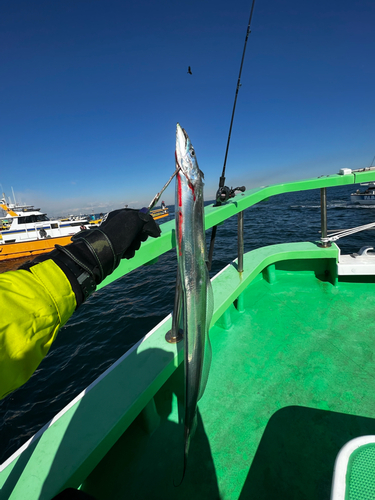 タチウオの釣果