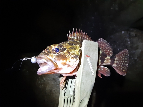 カサゴの釣果