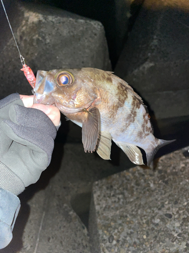 メバルの釣果