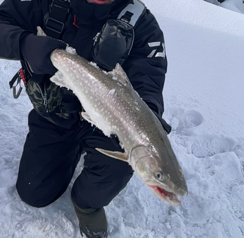 アメマスの釣果