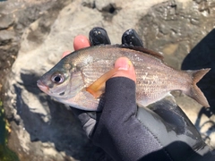 ウミタナゴの釣果