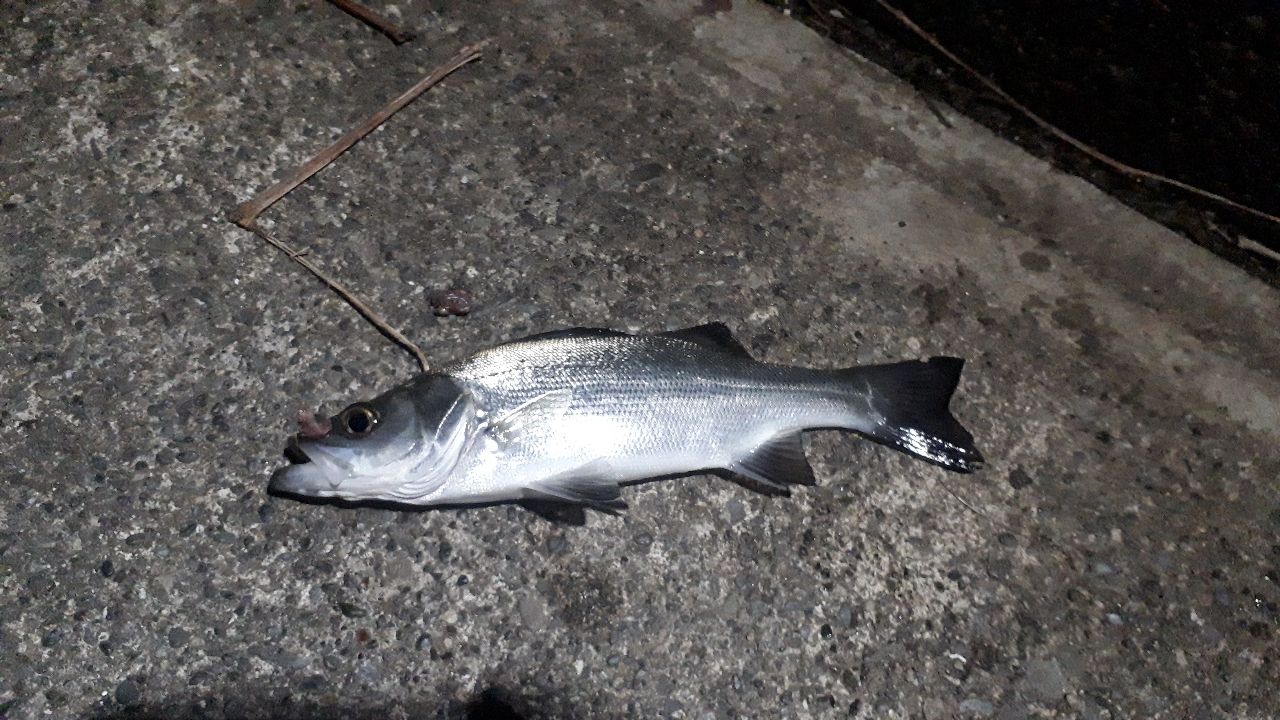 セイゴ（ヒラスズキ）