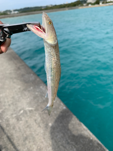 エソの釣果