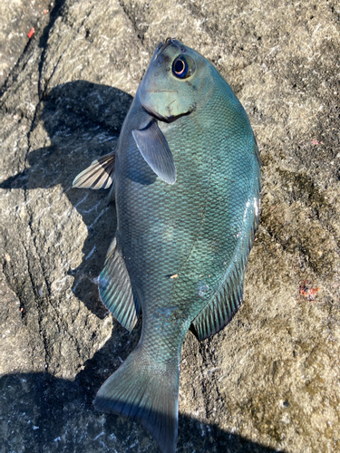 クチブトグレの釣果