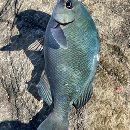 クチブトグレ