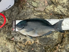 クチブトグレの釣果