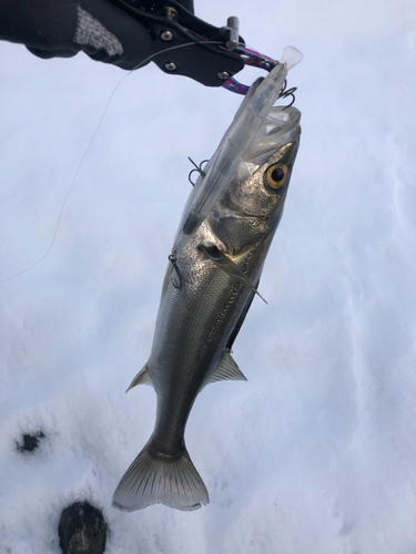 セイゴ（マルスズキ）の釣果