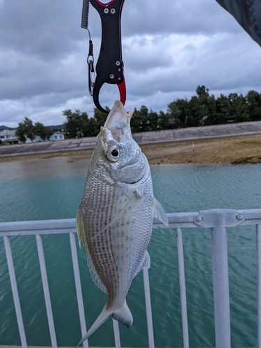 ツッパリサギの釣果