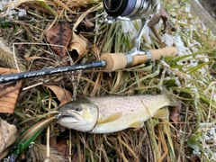 ブラウントラウトの釣果