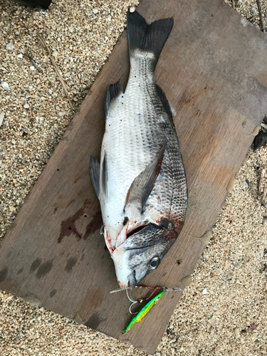 チヌの釣果