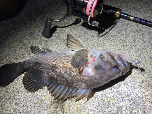 クロソイの釣果