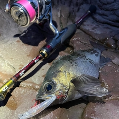 クロメバルの釣果