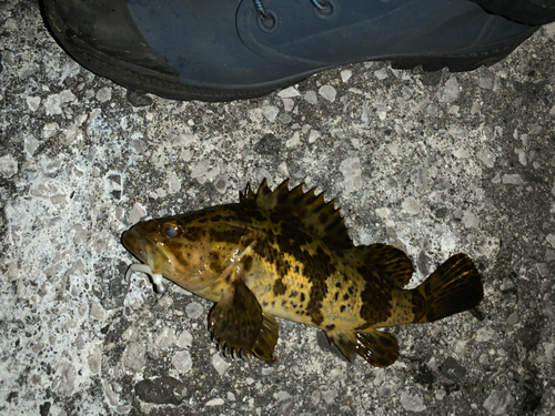 タケノコメバルの釣果