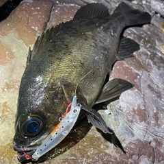 クロメバルの釣果