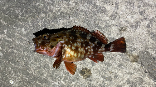 カサゴの釣果