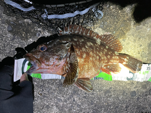 アラカブの釣果